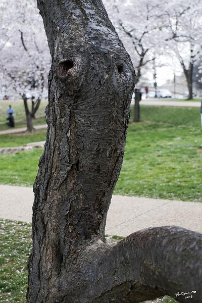 20080403_111938 D300 P.jpg - Trunk of Cherry tree